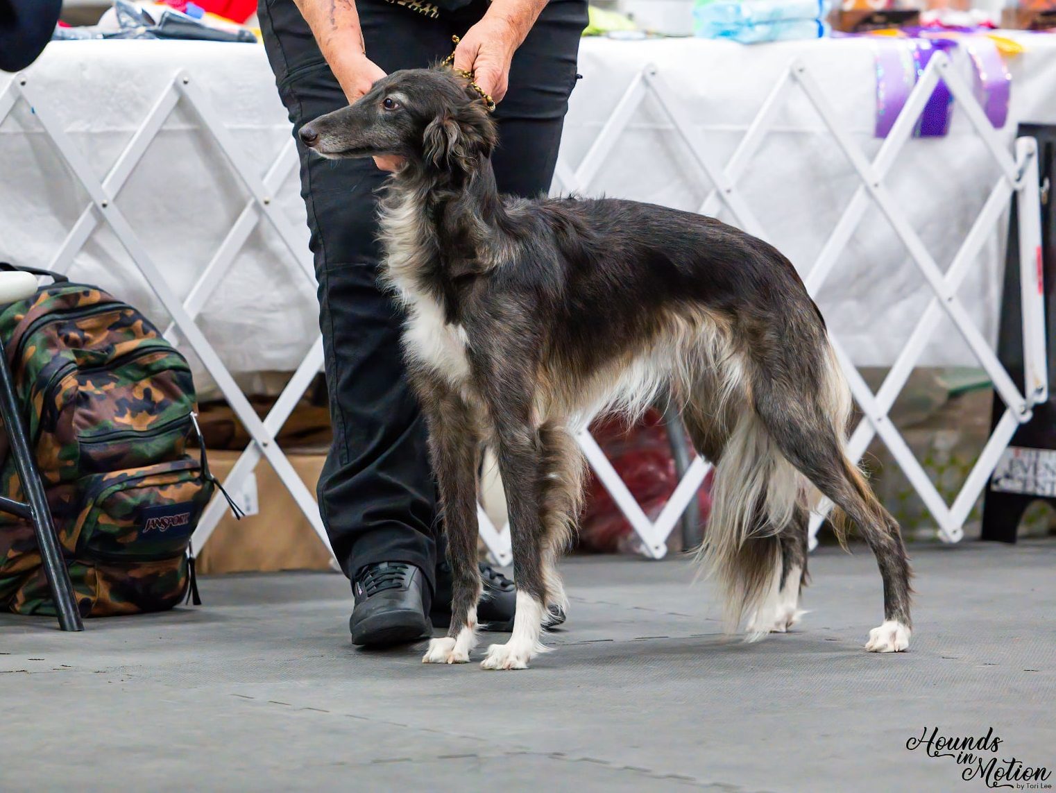 A photo of a silken windhound in standing with a handler – Valkyrie is chinchilla with white trim
