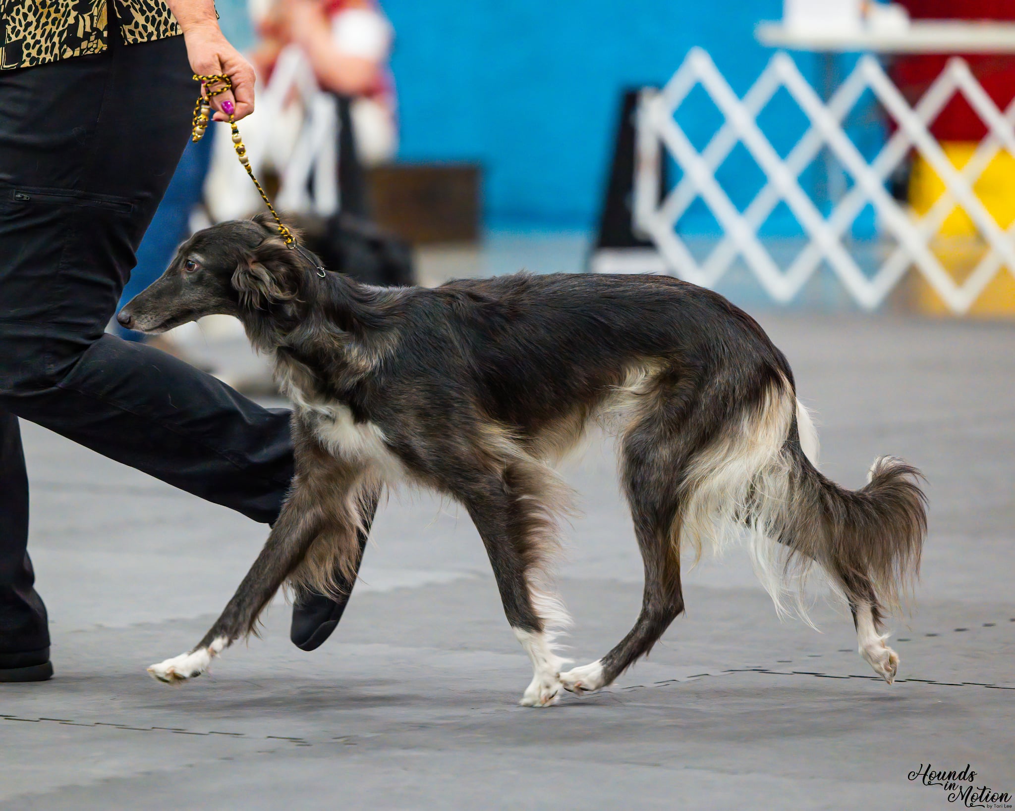 A photo of a silken windhound in motion – Valkyrie is chinchilla with white trim