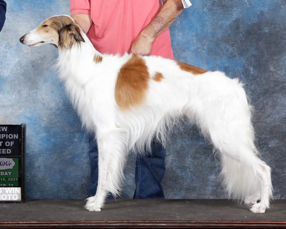 Silken windhound