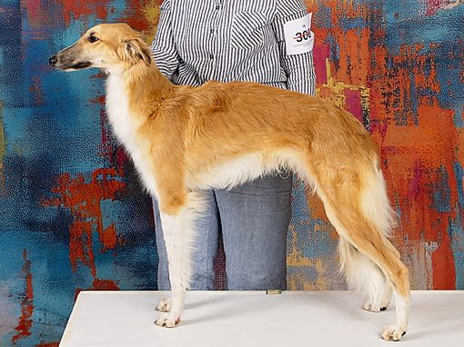 Avalon Mandalorian cropped