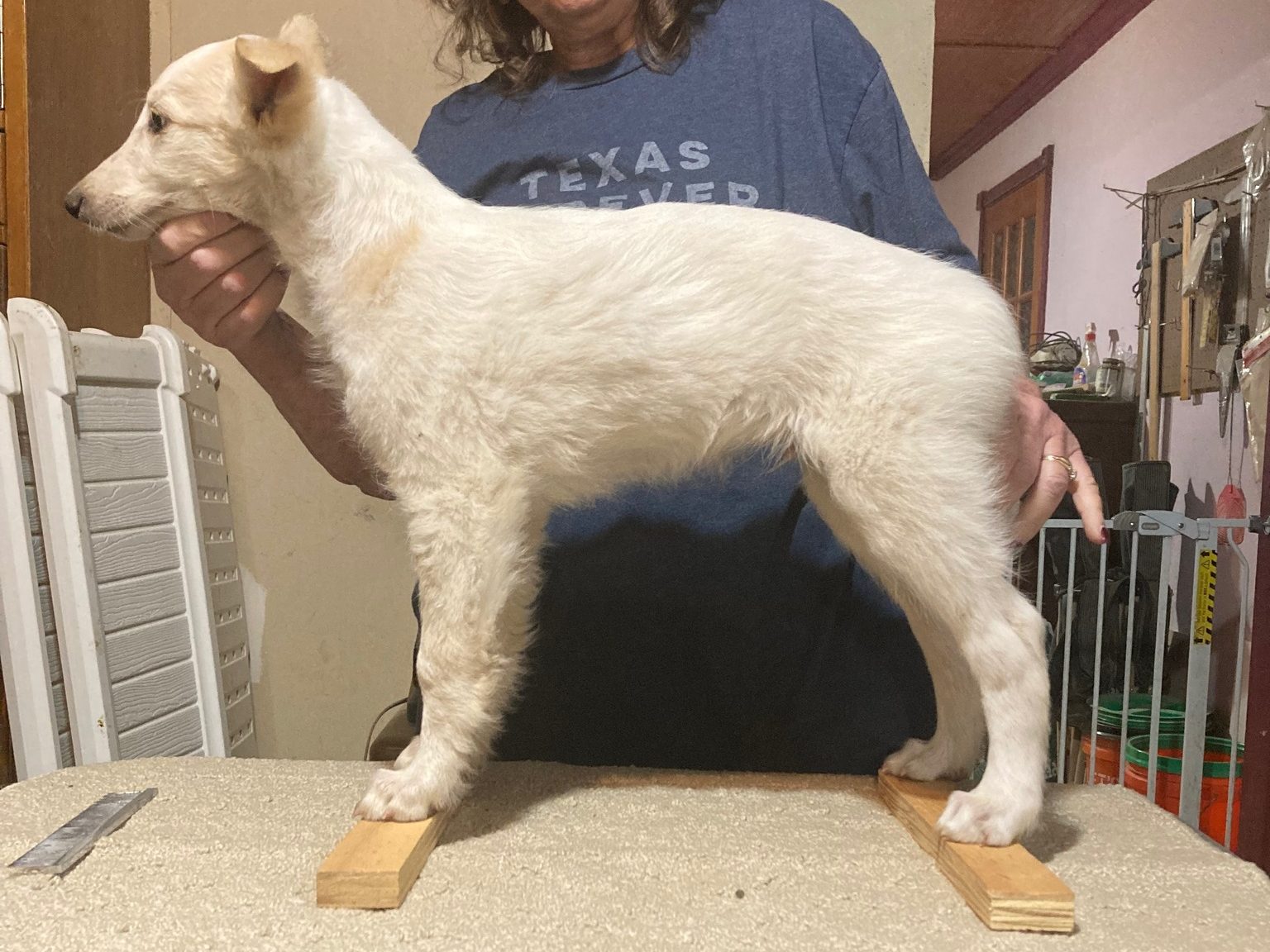 Rosehill Seven Kingdoms Aegon