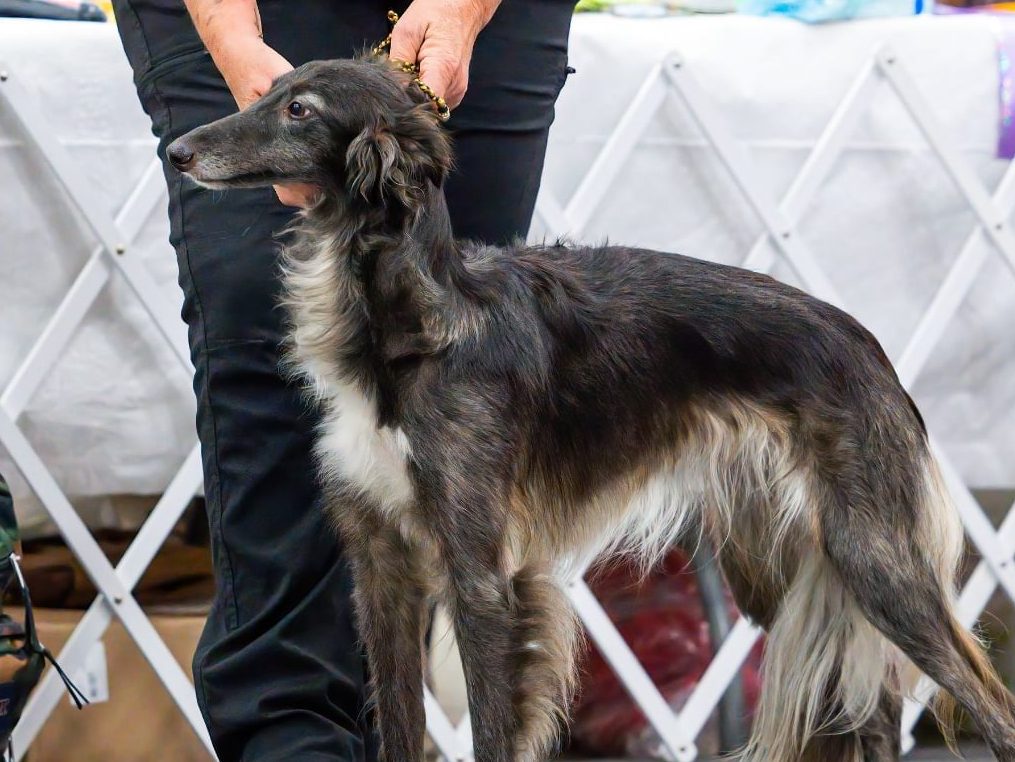 A photo of a silken windhound in standing with a handler – Valkyrie is chinchilla with white trim
