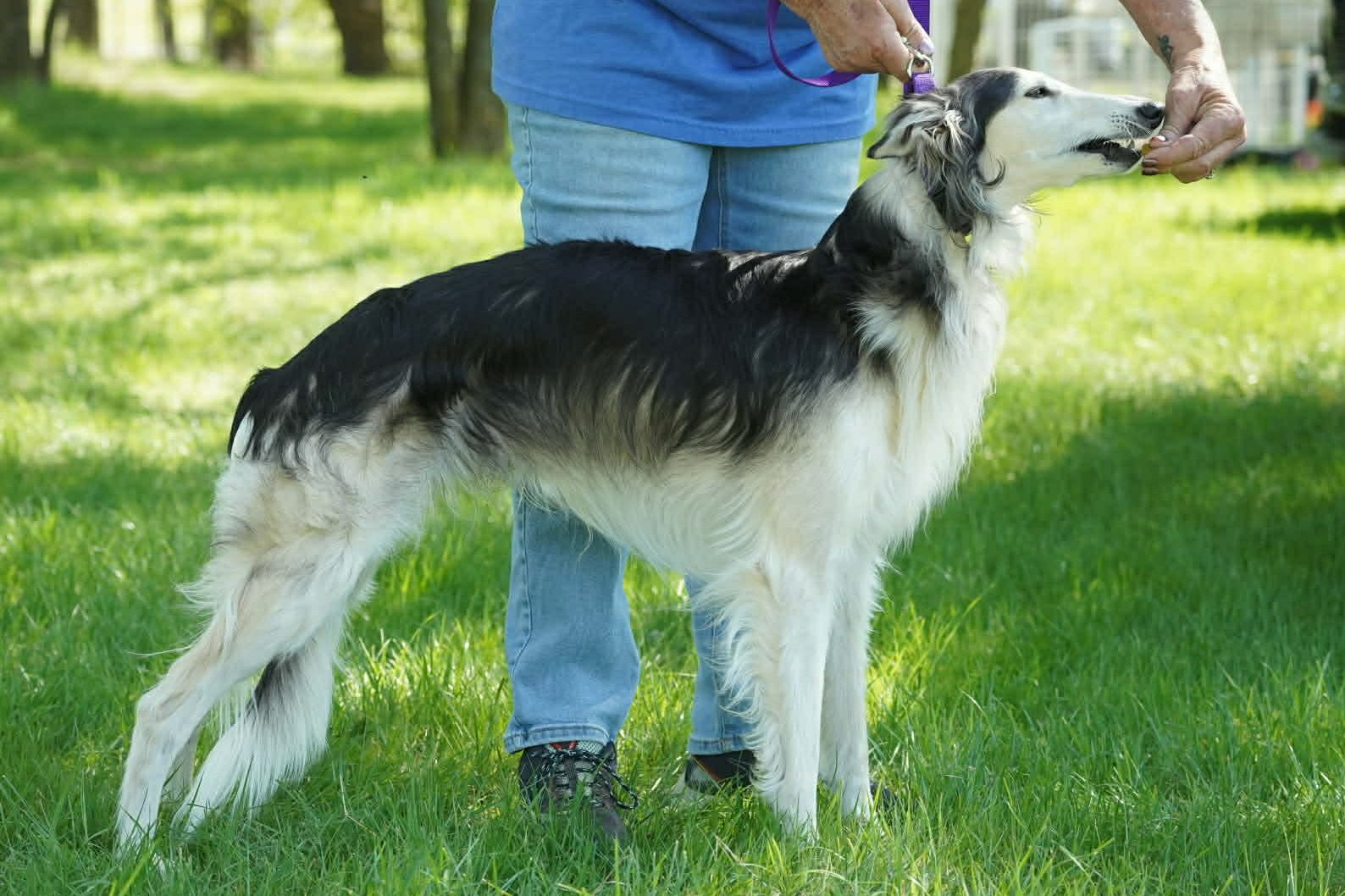 Silken windhound standing